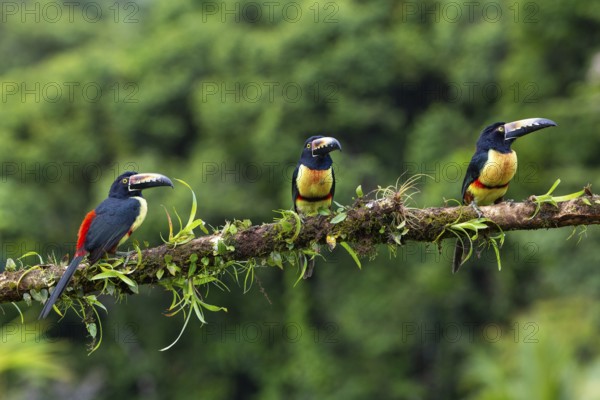 Collared Aracari (Pteroglossus torquatus), Toucans (Ramphastidae), Laguna del Lagarto Lodge,