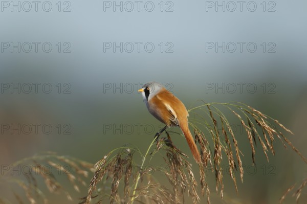 Bearded tit or reedling (Panurus biarmicus) adult male bird on a reed seedhead in a reedbed,