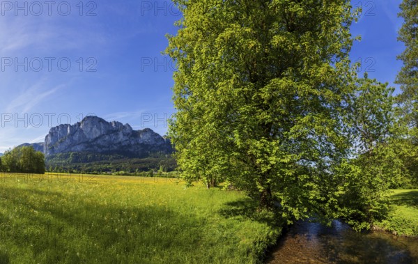 Fuschler Ache and spring flower meadow with Drachenwand, Mondseeland, Salzkammergut, Upper Austria,
