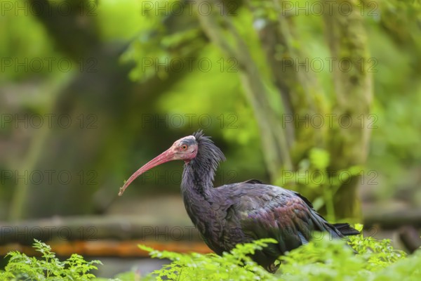 A Northern Bald Ibis, Hermit Ibis, Geronticus eremita, stands in green vegetation, looking for food