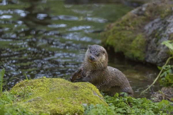 One Eurasian otter (Lutra lutra), sitting on a mossy rock and eating a fresh caught fish