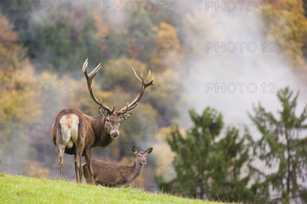 A red deer stag (Cervus elaphus) and a hind are standing in a meadow in hilly terrain. A forest