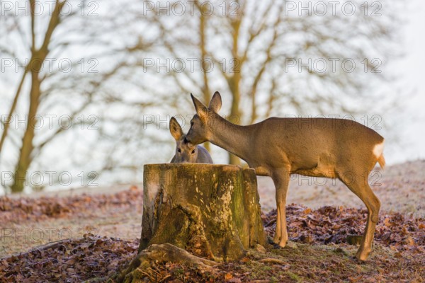 An adult female roe deer (Capreolus capreolus) nurses her fawn next to a tree stump at sunrise