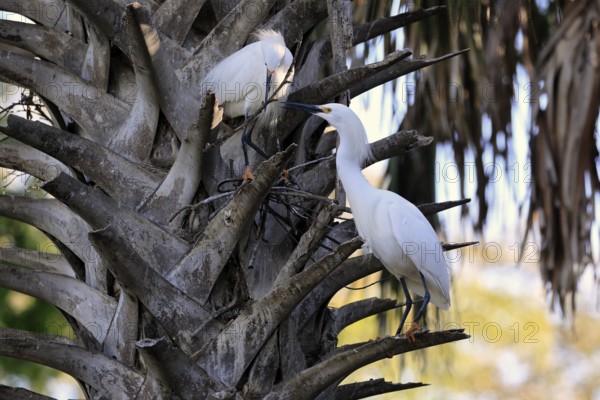 Great Egret (Egretta thula), adult, pair, in breeding plumage, during breeding season, nest