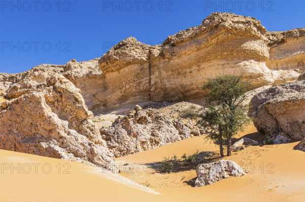 Striking rocks surrounded by windswept sand structures, sparse vegetation, Huqf stone desert,