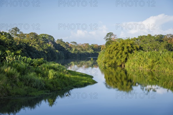 Calm river, dense vegetation with tropical rainforest, Limón province, Costa Rica, Central America