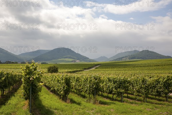 View over vineyards to the Palatinate Forest, Ilbesheim, Southern Palatinate, Palatinate,