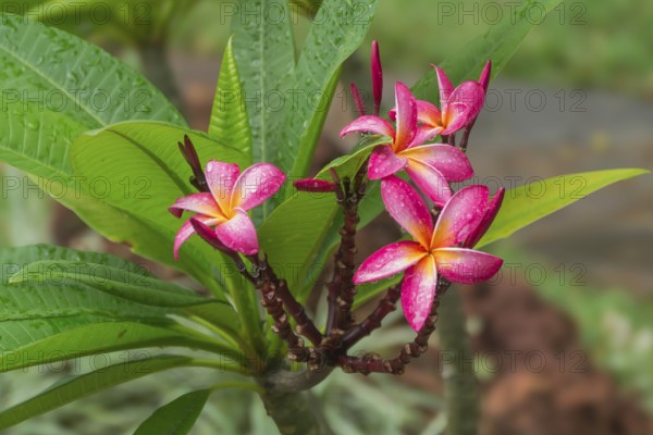 Plumeria rubra (Plumeria rubra) with raindrops, Zimbabwe, Africa