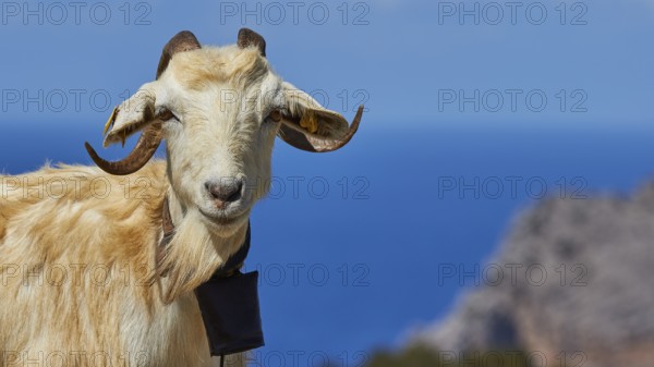 A goat with horns stands against a background of blue sea and rocky shores, goat (s), free-range,