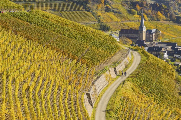 Vineyards in autumn, Mayschoß with parish church, red wine growing region Ahrtal, red wine of the