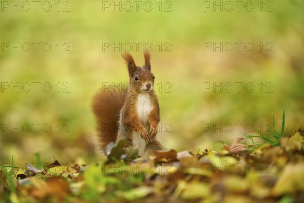 Eurasian squirrel (Sciurus vulgaris), standing in a meadow full of autumn leaves with colourful
