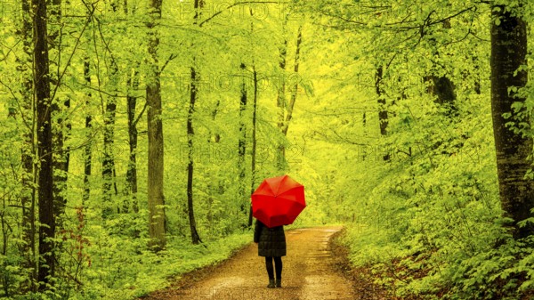 Woman, 50-55, forest path in spring, beech trees (Fagus sylvatica), Swabian Alb, Baden-Württemberg,