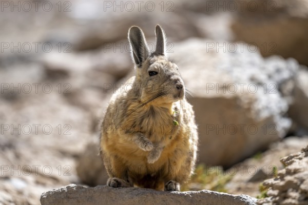 Mountain viscacha (Lagidium viscacia), sitting in the sun on a rock, lagoon route, Colcha K,
