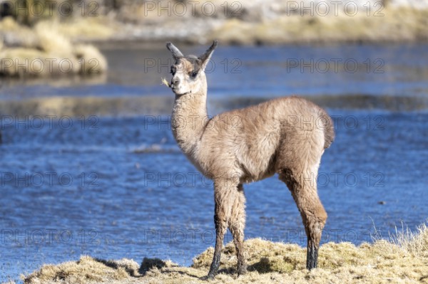 Young llama (Llama glama), standing in front of a stream, chewing on plant stems, San Agustín,