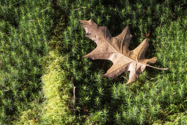 Autumn leaf of the red oak (Quercus rubrum) on common wither moss (Pölytrichum vulgare), Emsland,