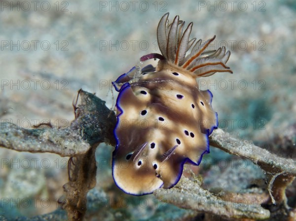 Brown nudibranch with blue edges, magnificent star snail (Hypselodoris tryoni), on a coral in the