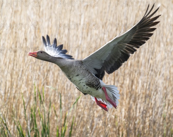 Greylag goose (Anser anser) in flight, blurred behind reeds, Thuringia, Germany, Europe