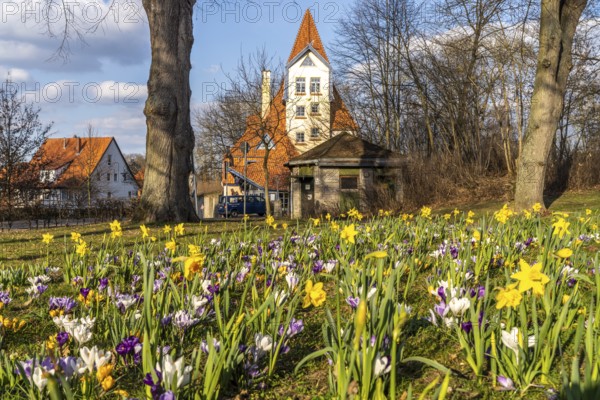 Spring flowers and the puppet theatre Theater der Nacht in Northeim, Lower Saxony, Germany, Europe