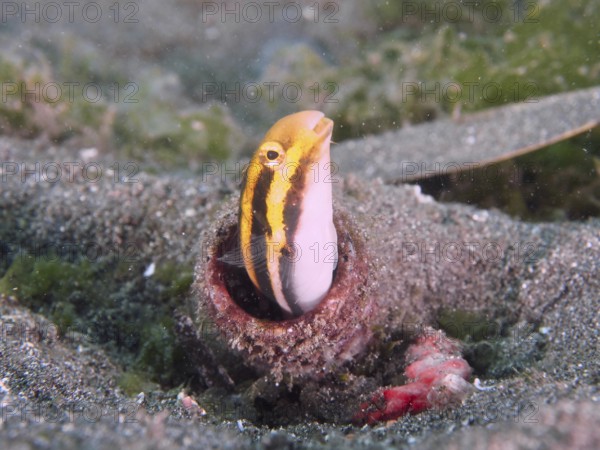 A yellow fish with stripes, striped mimicry blenny (Petroscirtes breviceps), looks curiously out of