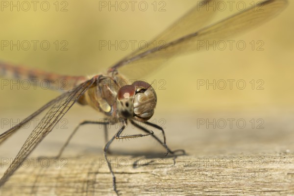 Common darter dragonfly (Sympetrum striolatum) adult insect on a wooden fence in the summer,