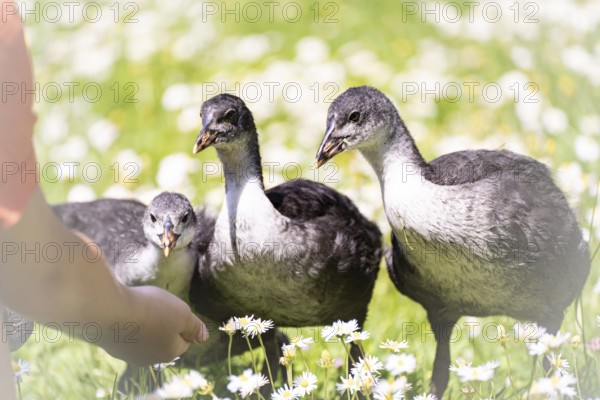 Eurasian Coot chicks (Fulica atra) three standing in a meadow, curiously looking at a child's hand,