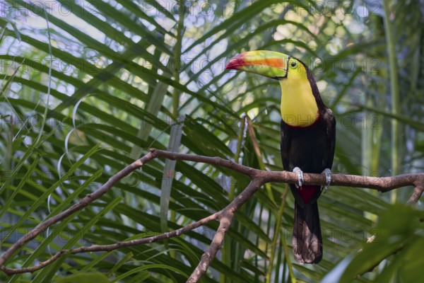 Fishing toucan (Ramphastos sulfuratus) Costa Rica