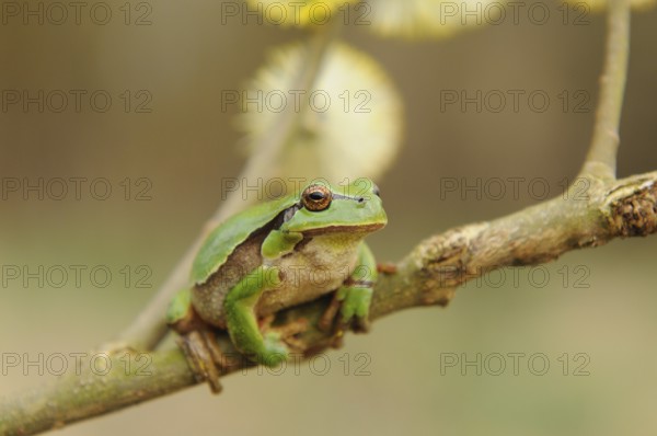 A green frog sits relaxed on a branch with blurred flowers in the background, European tree frog