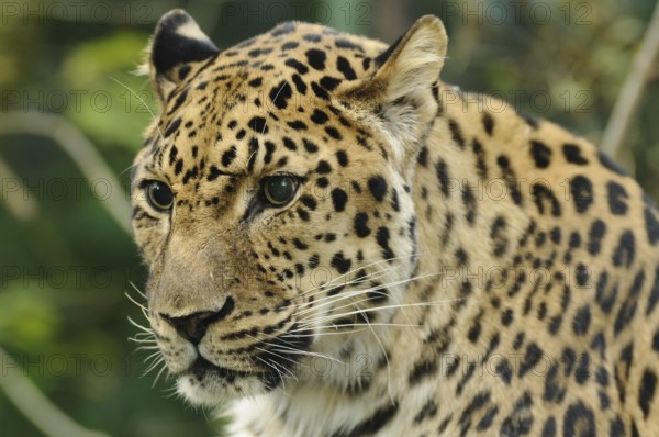 A leopard with mottled fur and a watchful expression in the wild, Amur leopard (Panthera pardus