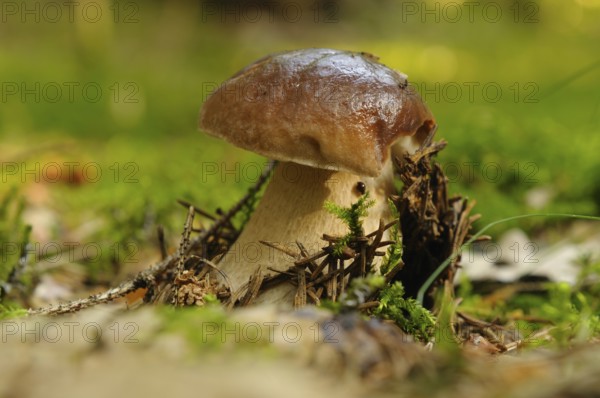 A single mushroom growing on a moss-covered forest floor, surrounded by branches, Boletus edulis,