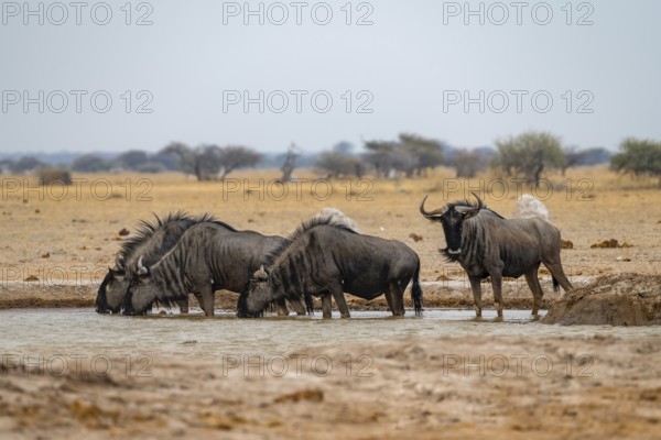 Blue wildebeest (Connochaetes taurinus), four wildebeest drinking at a waterhole, Nxai Pan National