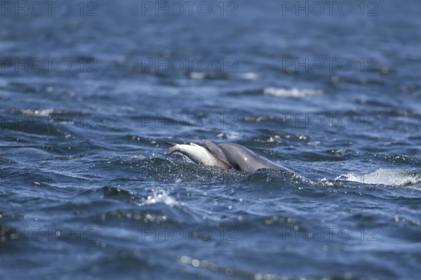 Common bottlenose dolphin (Tursiops truncatus) adult marine mammal eating a salmon fish on the