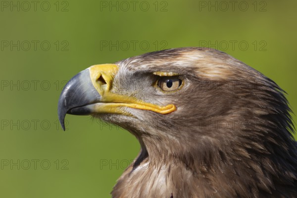 Steppe eagle (Aquila nipalensis) adult bird of prey head portrait, England, United Kingdom -