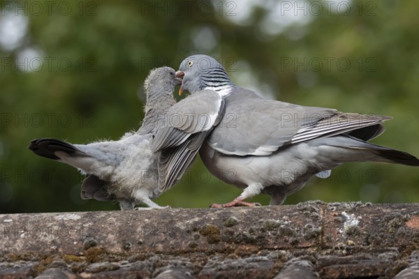 Wood pigeon (Columba palumbus) juvenile baby cobb bird being fed by an adult bird on an urban house