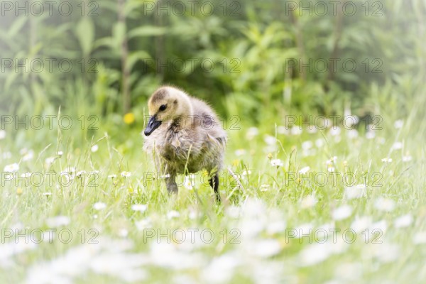 Canada goose chick (Branta canadensis) running through grass and daisies, looking for food,