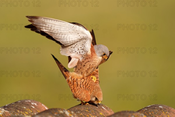 Pair of lesser kestrels (Falco naumanni), copula on the roof of an abandoned finca, Extremadura,