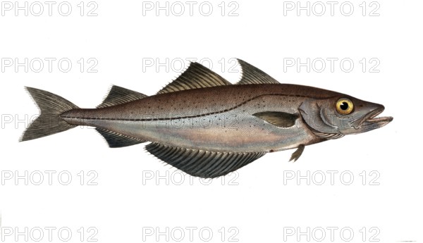 Fish, Fish, Family of cod, Gadus pollachius, the Pollac, the Pollack, Historical, digitally