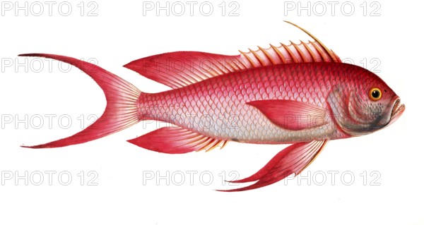 Fish, fish, genus of the bannerfish, Anthias sacer, the red grunt, Historical, digitally restored