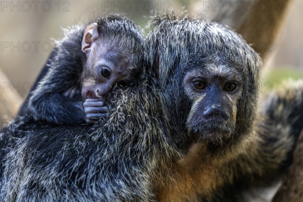 Monk monkey (Pithecia monachus), juvenile sitting on mother, captive, Baden-Württemberg, Germany,