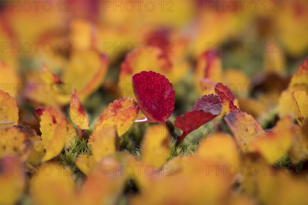 Leaves turning red-yellow in autumn, Arctic willow or Arctic willow (Salix arctica), near