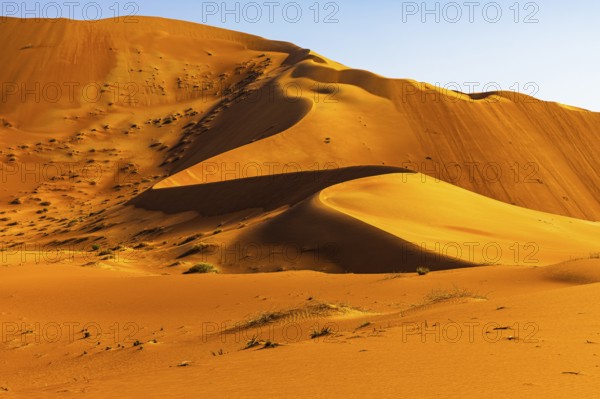 Wind-sculpted curved sand dunes in the Rub al Khali desert, Dhofar province, Arabian Peninsula,