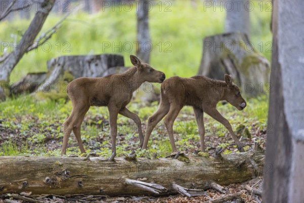 Two baby moose or elk, Alces alces, (19 days old, born May 8, 2020). Playing in a forest. Some dead