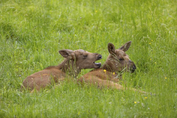 Two baby moose or elk (19 days old, born May 8, 2020), Alces alces, resting on a meadow with fresh