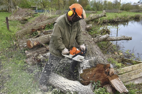 Felling trees with a chainsaw, Schleswig-Holstein, Germany, Europe