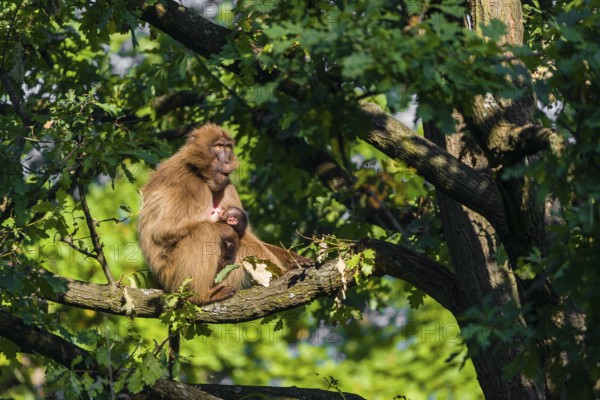 One female Gelada (Theropithecus gelada), or bleeding-heart monkey sits high up in a tree grooming