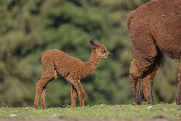 Brown female Alpaca (Vicugna pacos) with her newborn standing in green grass, with a green forest