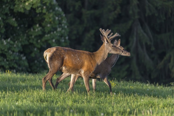 One male Altai maral, Altai wapiti or Altai elk (Cervus canadensis sibiricus) standing together