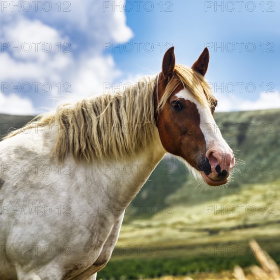 Tinker, Irish Cob, Gypsy Cob, Portrait, Iveragh Peninsula, County Kerry, Wild Atlantic Way,