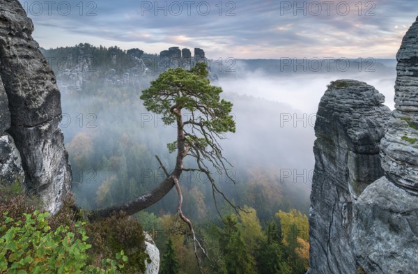 View at the Bastei bridge with morning mist in autumn, sandstone cliffs and crooked pine, Bastei