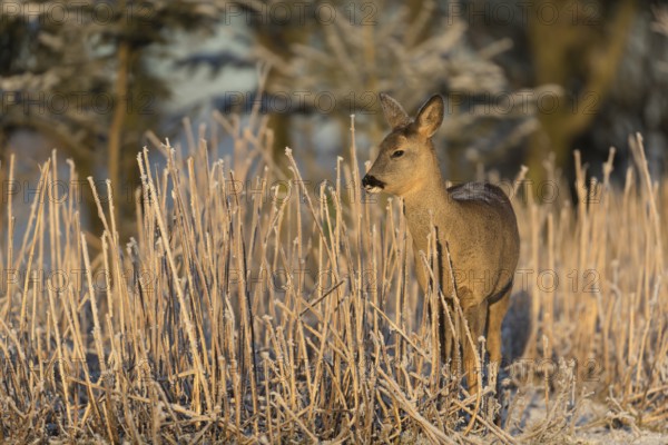 Roe deer standing in hoar frosted dead stinging nettle at minus 15 °C at sunrise. Licking off the
