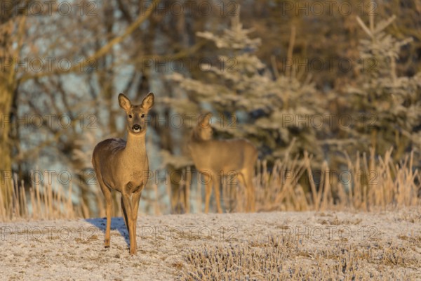 Roe deer on hoar frosted meadow at minus 15 °C at sunrise. Trees and dead stinging nettle in